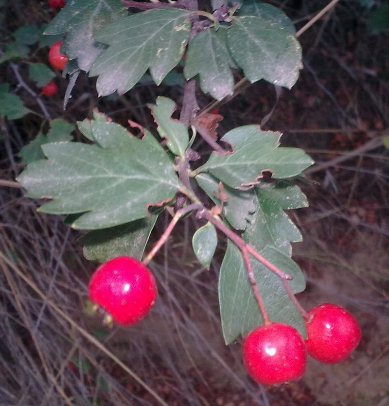 Arbusto - Crataegus monogyna
